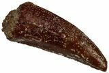 Serrated Raptor Tooth - Real Dinosaur Tooth #300916-1